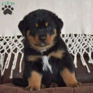 Axel, Rottweiler Mix Puppy